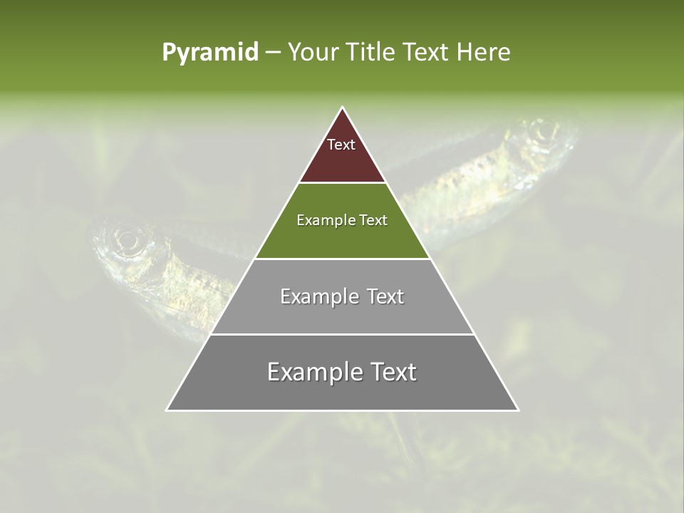 Aquarium Fish PowerPoint Template