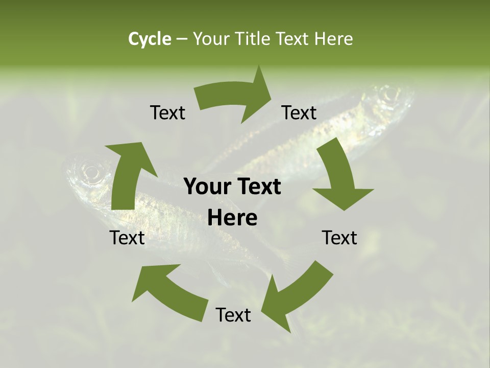 Aquarium Fish PowerPoint Template