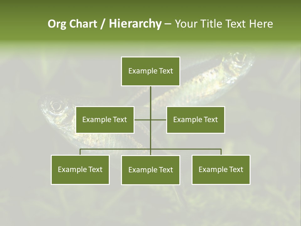 Aquarium Fish PowerPoint Template