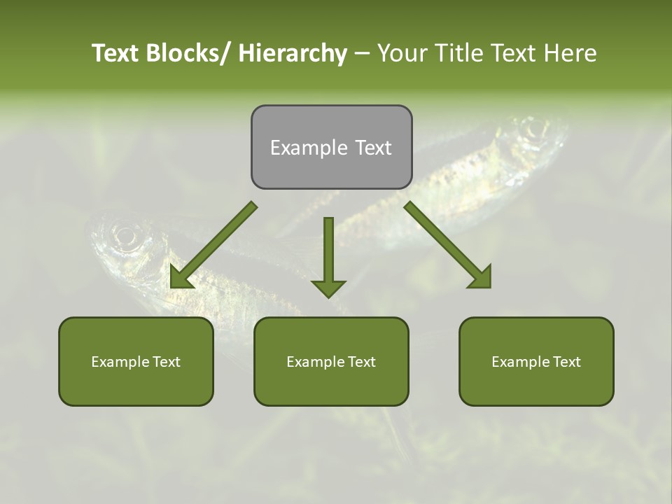 Aquarium Fish PowerPoint Template