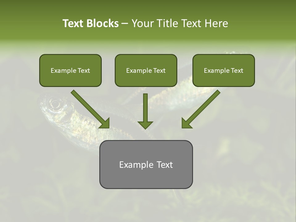 Aquarium Fish PowerPoint Template