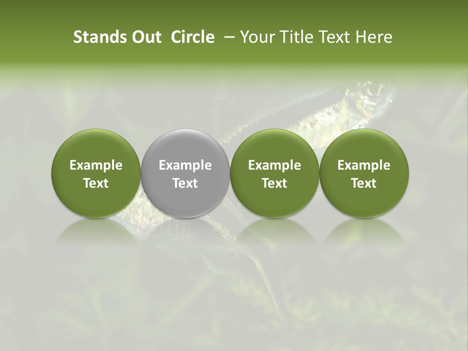 Aquarium Fish PowerPoint Template