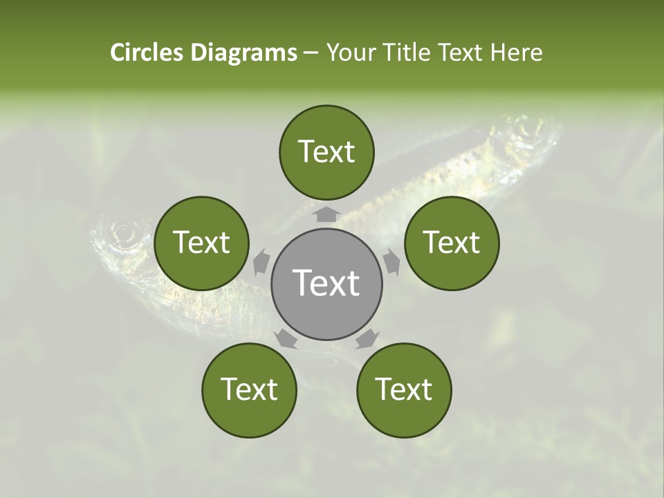 Aquarium Fish PowerPoint Template