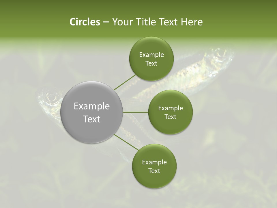 Aquarium Fish PowerPoint Template