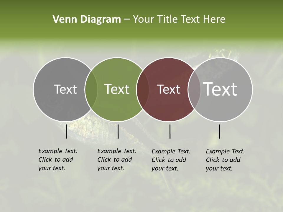 Aquarium Fish PowerPoint Template