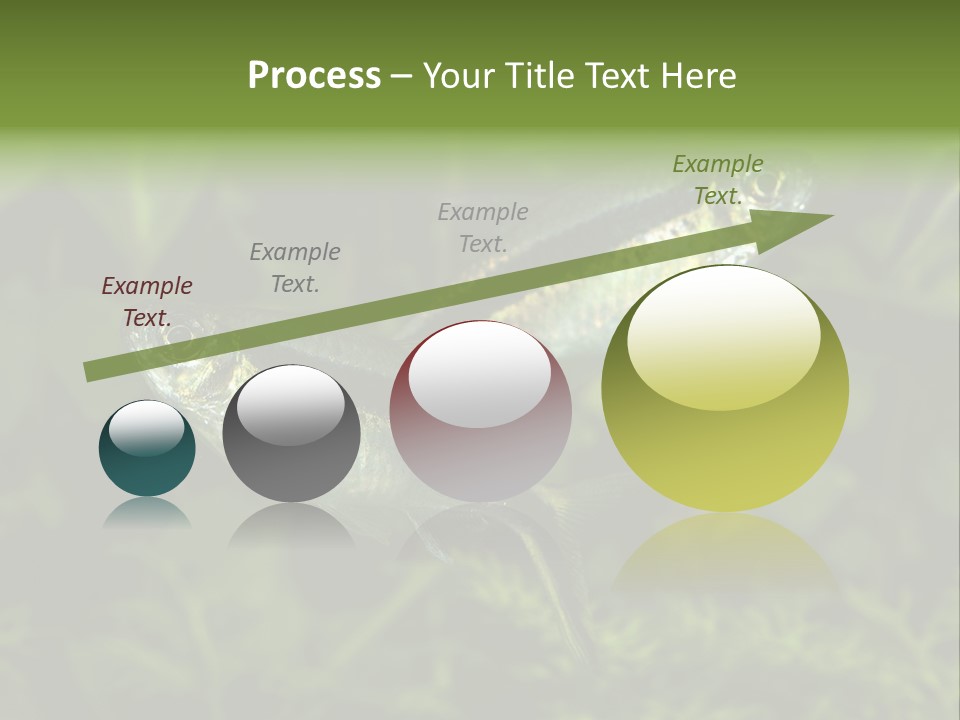 Aquarium Fish PowerPoint Template