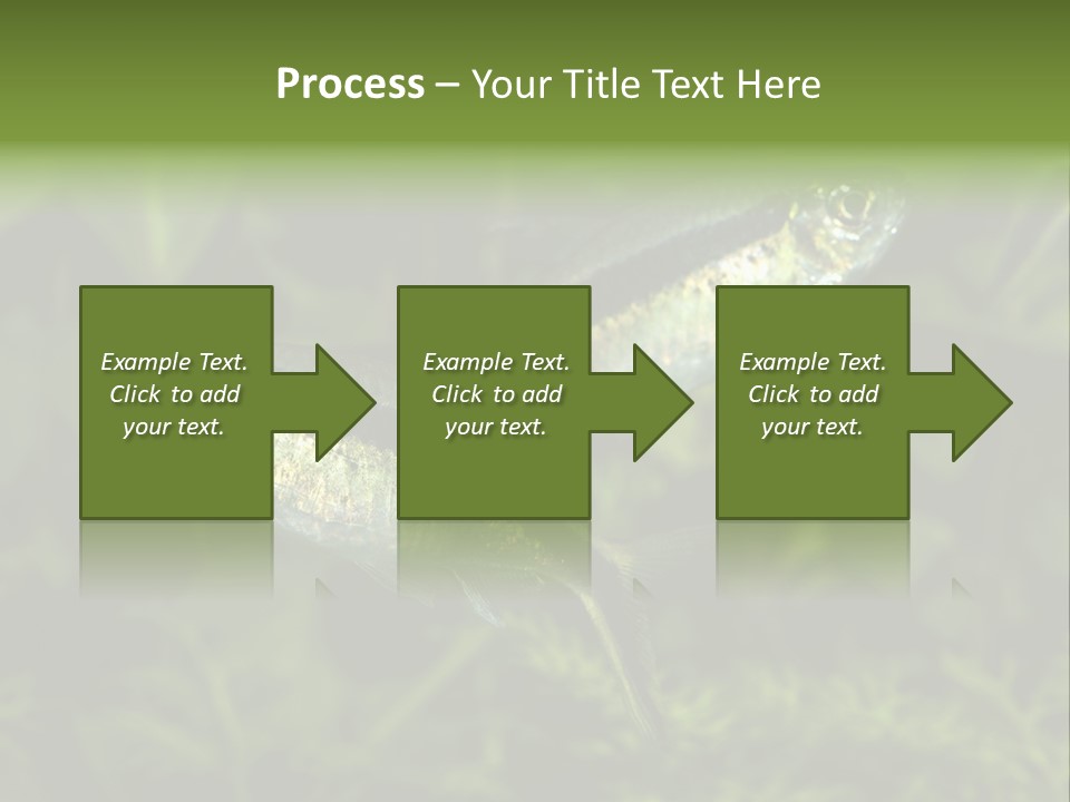 Aquarium Fish PowerPoint Template
