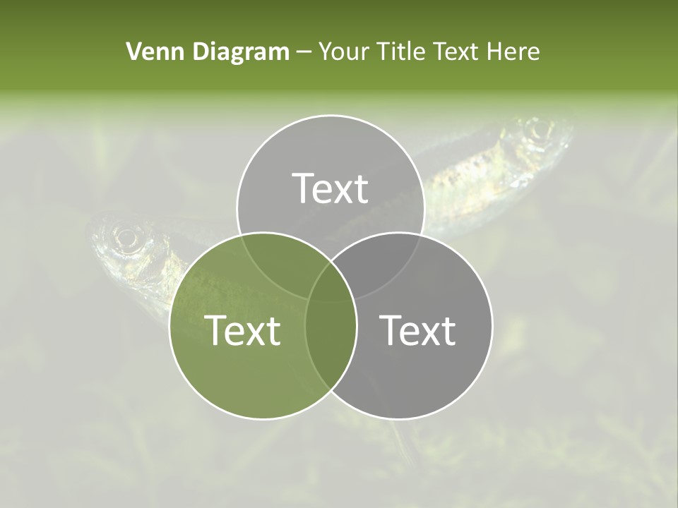 Aquarium Fish PowerPoint Template