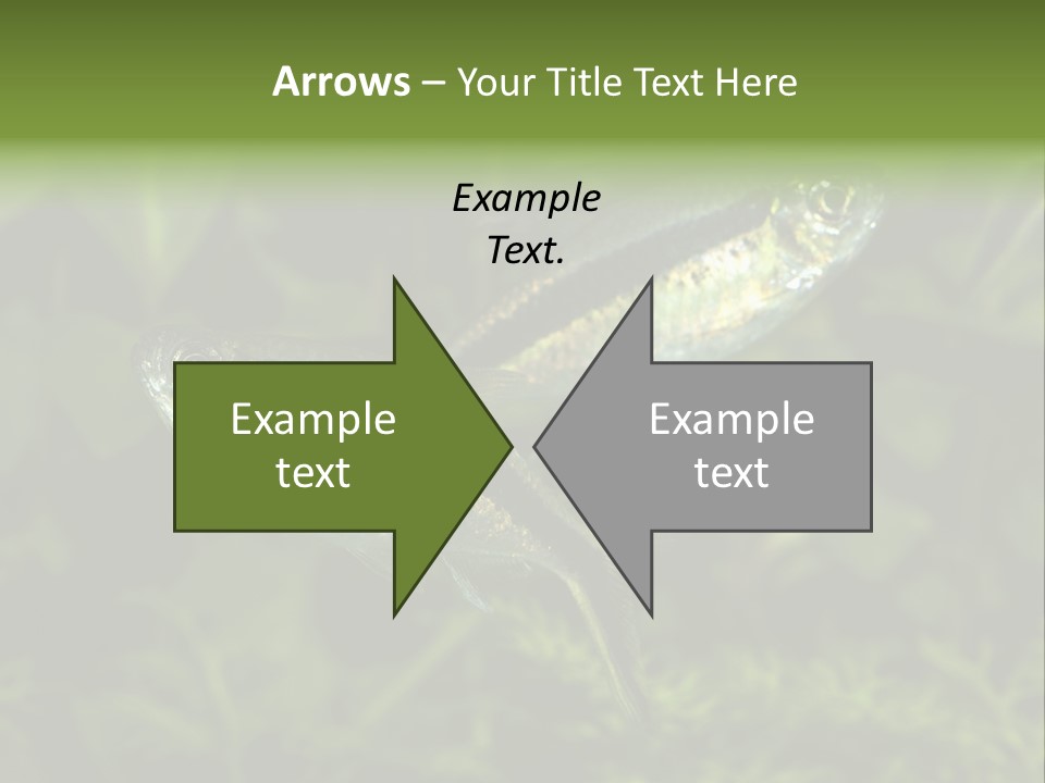 Aquarium Fish PowerPoint Template