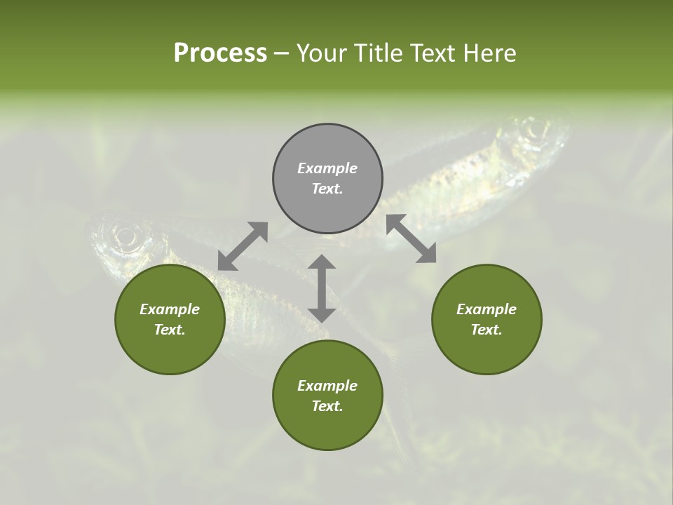 Aquarium Fish PowerPoint Template