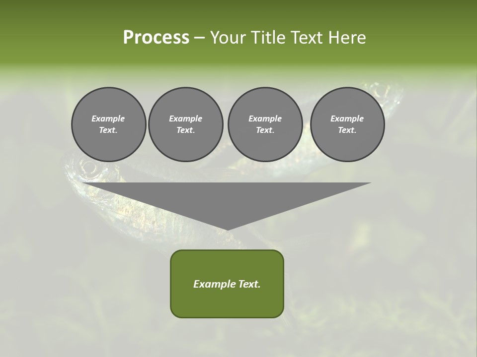 Aquarium Fish PowerPoint Template