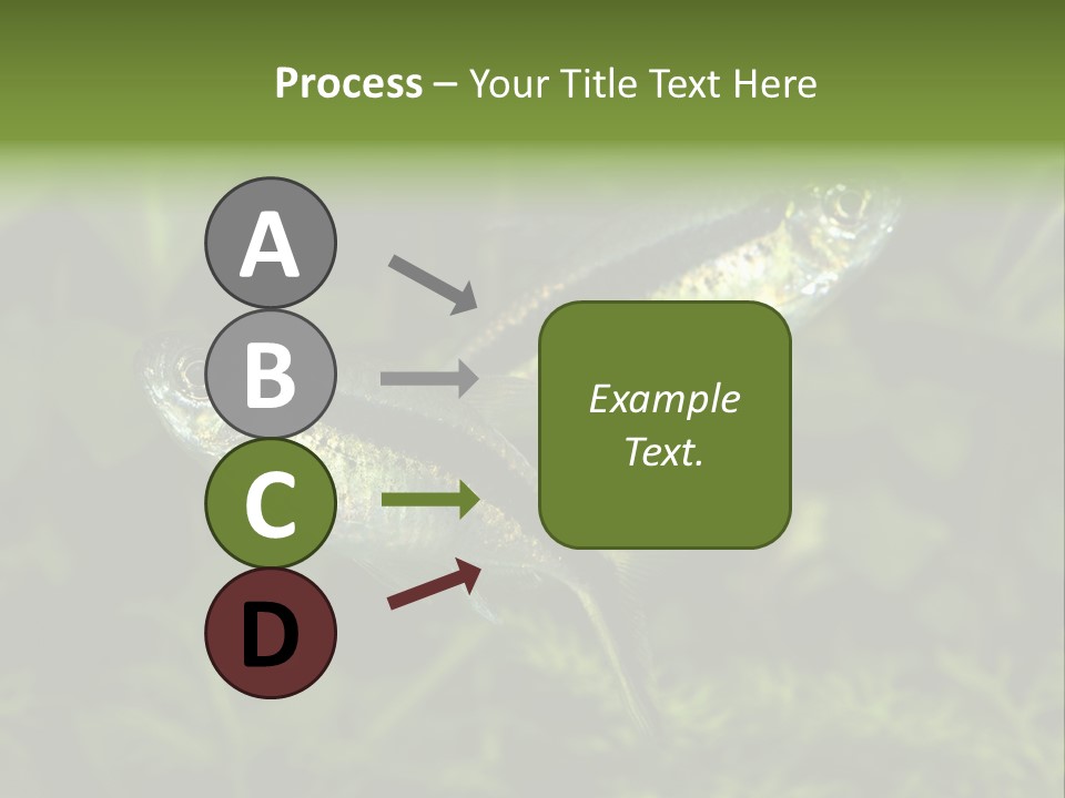 Aquarium Fish PowerPoint Template