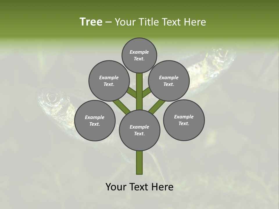 Aquarium Fish PowerPoint Template