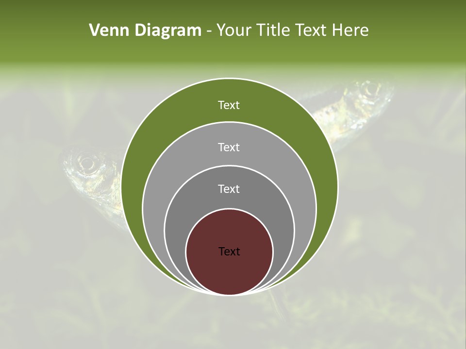 Aquarium Fish PowerPoint Template