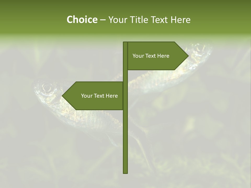 Aquarium Fish PowerPoint Template