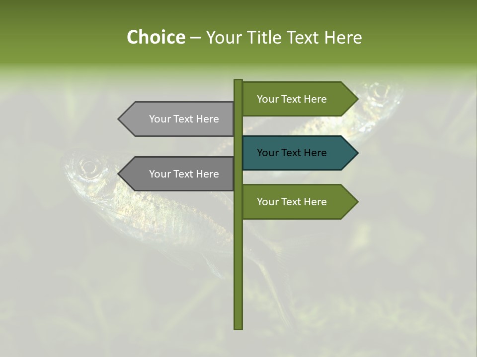 Aquarium Fish PowerPoint Template