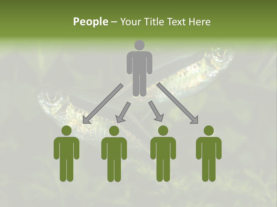 Aquarium Fish PowerPoint Template