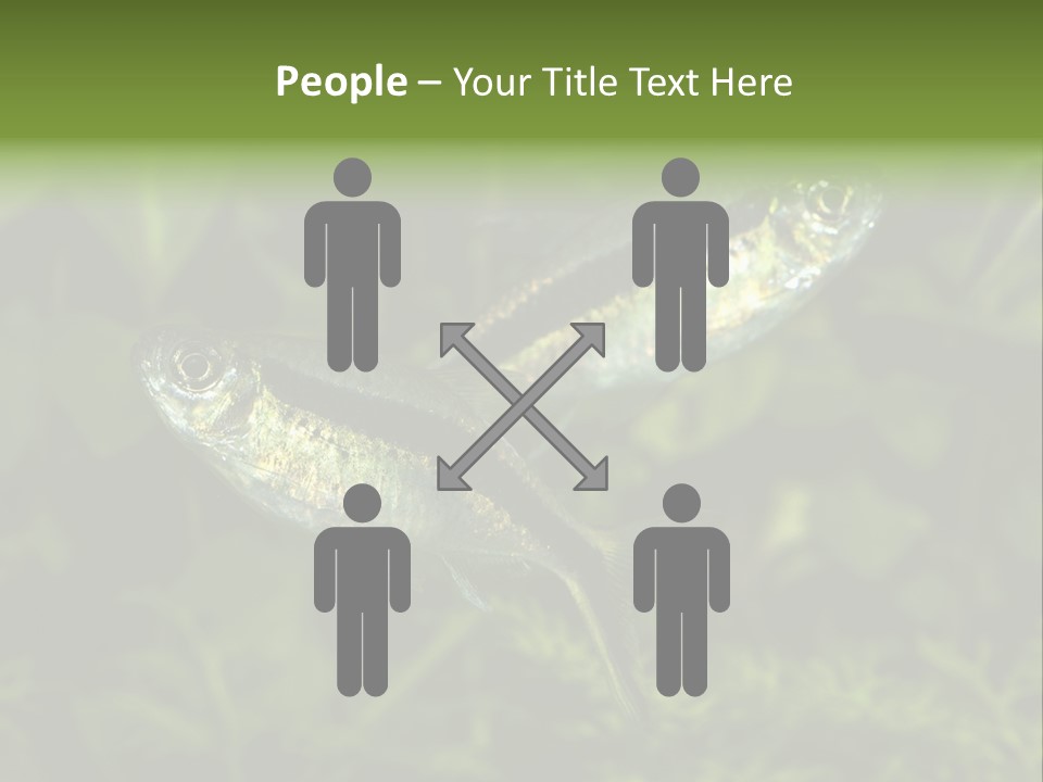 Aquarium Fish PowerPoint Template