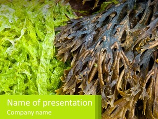 Seaweed PowerPoint Template