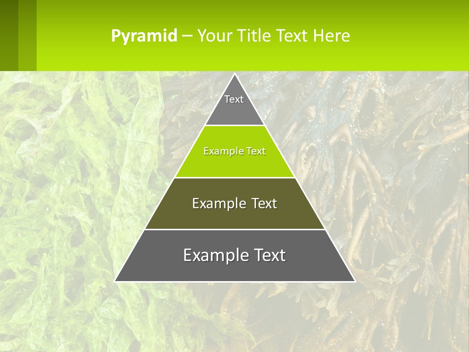 Seaweed PowerPoint Template