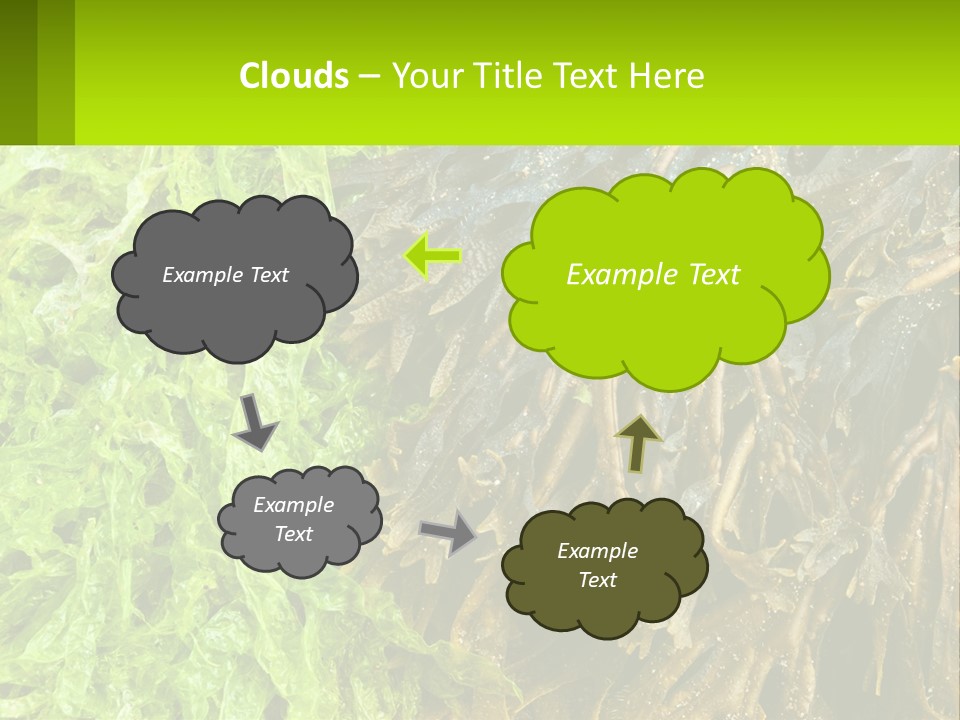 Seaweed PowerPoint Template