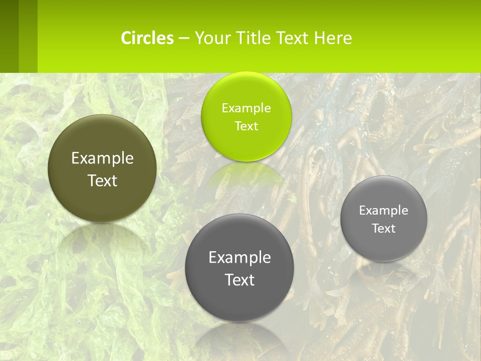 Seaweed PowerPoint Template