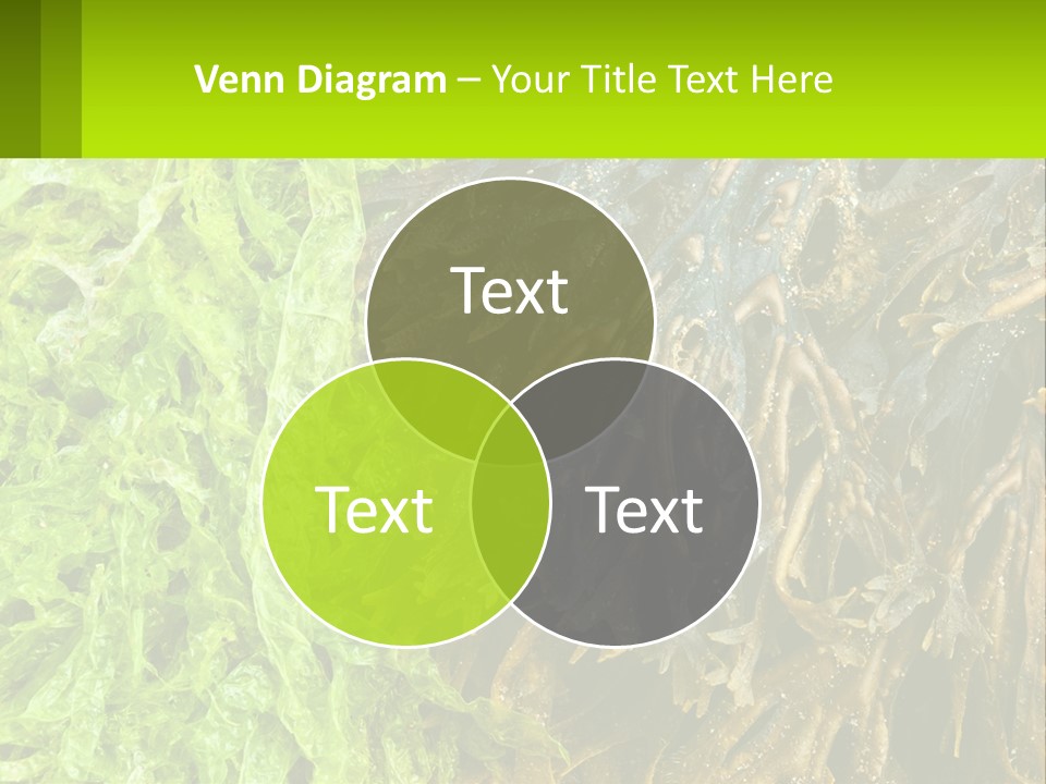 Seaweed PowerPoint Template