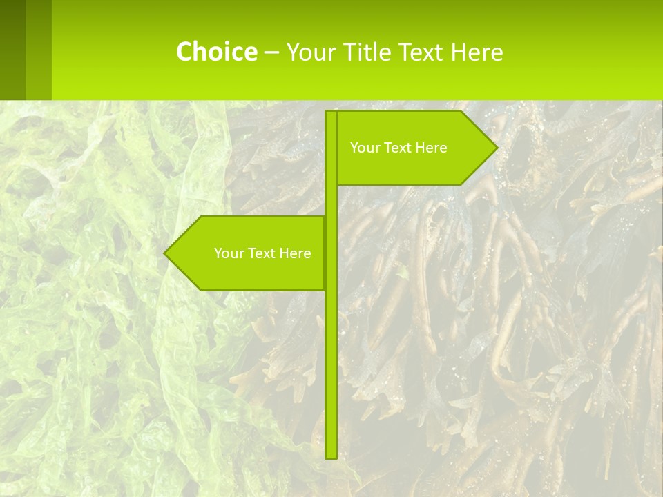Seaweed PowerPoint Template