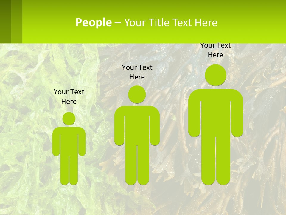 Seaweed PowerPoint Template