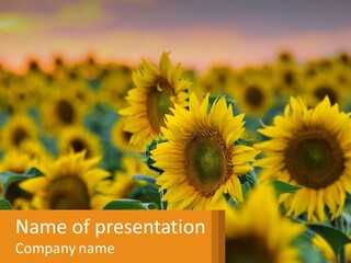 Field Of Sunflowers PowerPoint Template