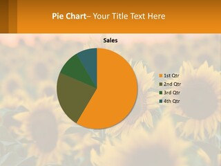 Field Of Sunflowers PowerPoint Template
