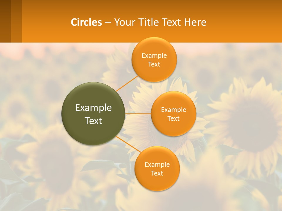 Field Of Sunflowers PowerPoint Template