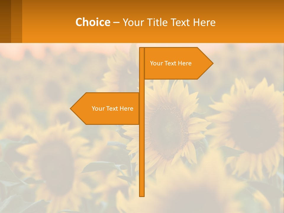 Field Of Sunflowers PowerPoint Template
