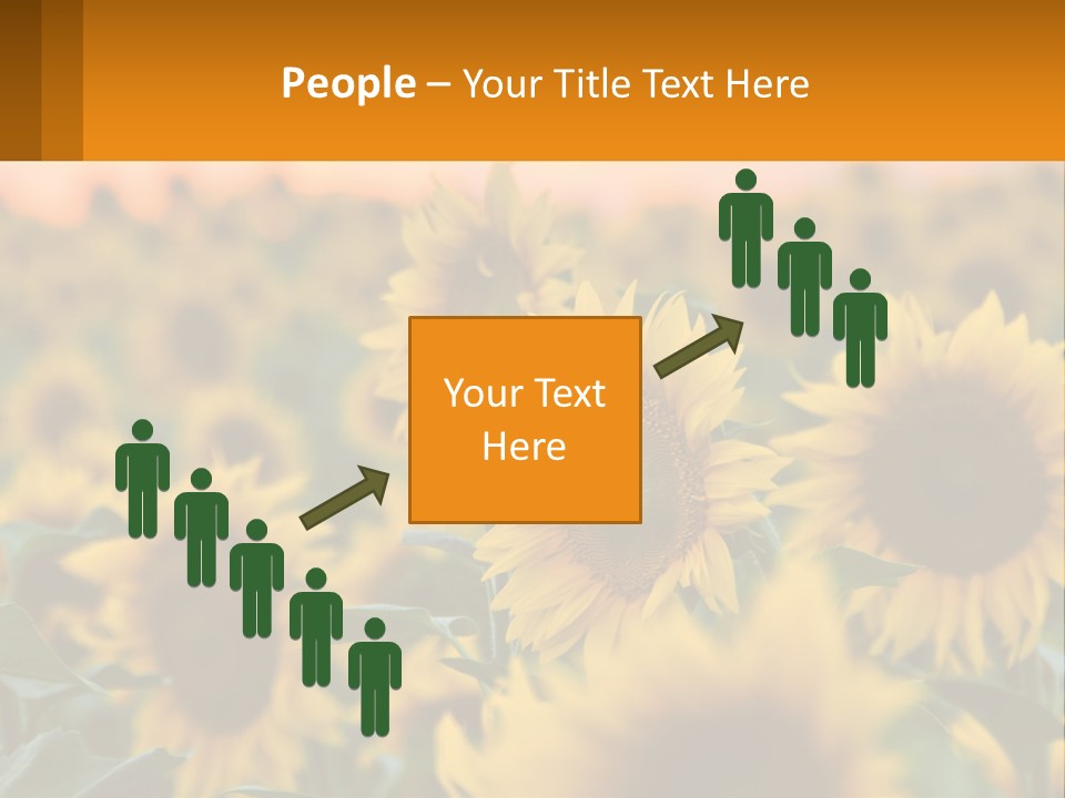 Field Of Sunflowers PowerPoint Template