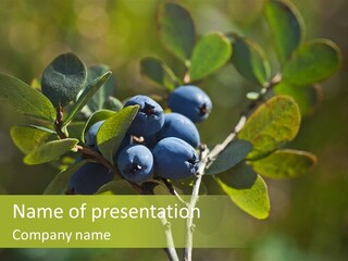 Blueberry PowerPoint Template