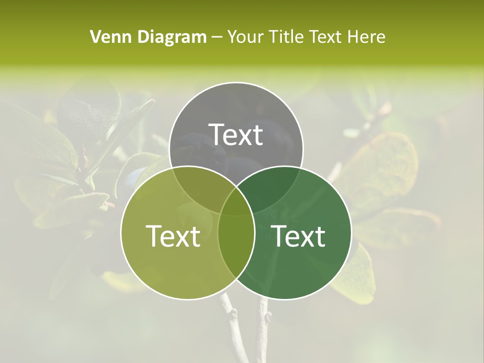 Blueberry PowerPoint Template