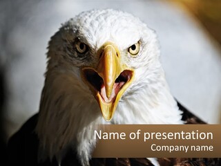 American Eagle PowerPoint Template