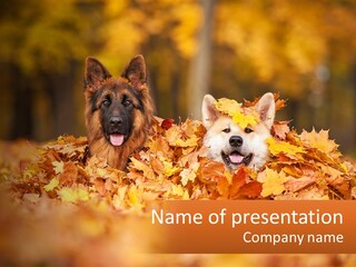 Dogs Play In Writing PowerPoint Template