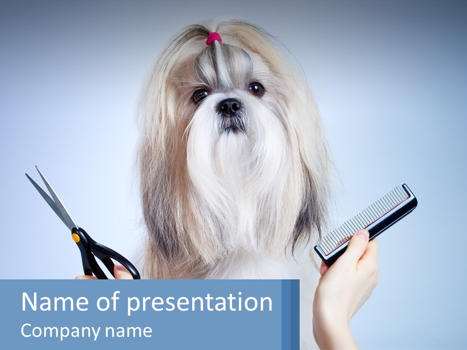 Hairdresser's Dog PowerPoint Template