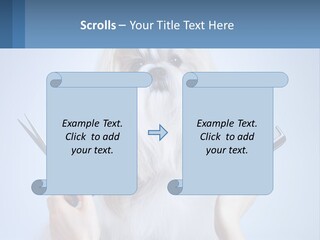 Hairdresser's Dog PowerPoint Template