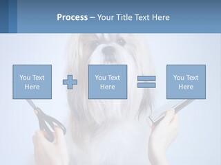 Hairdresser's Dog PowerPoint Template