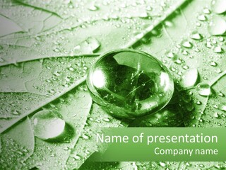 A Drop Of Water On A Leaf PowerPoint Template