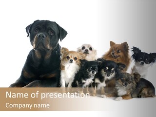 Family Photo Of Dogs PowerPoint Template