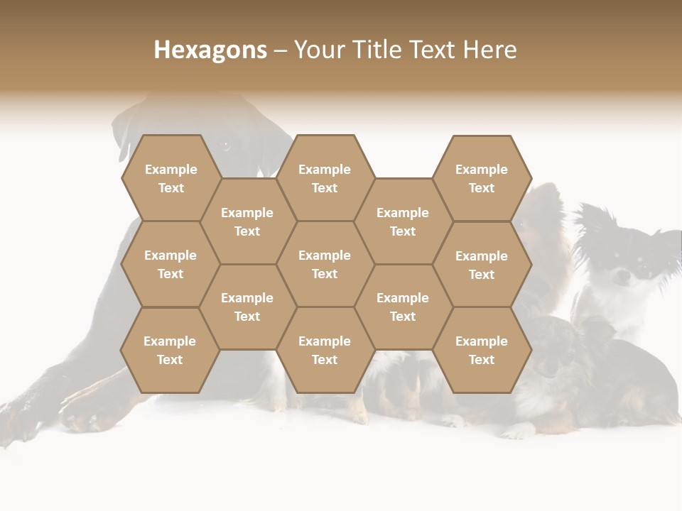 Family Photo Of Dogs PowerPoint Template