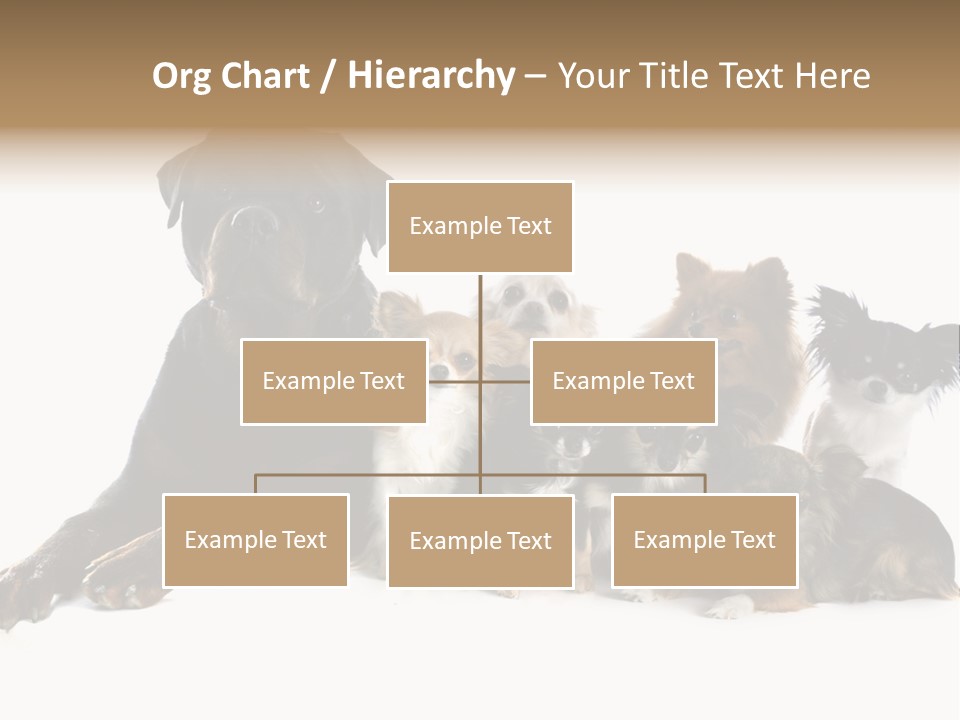 Family Photo Of Dogs PowerPoint Template