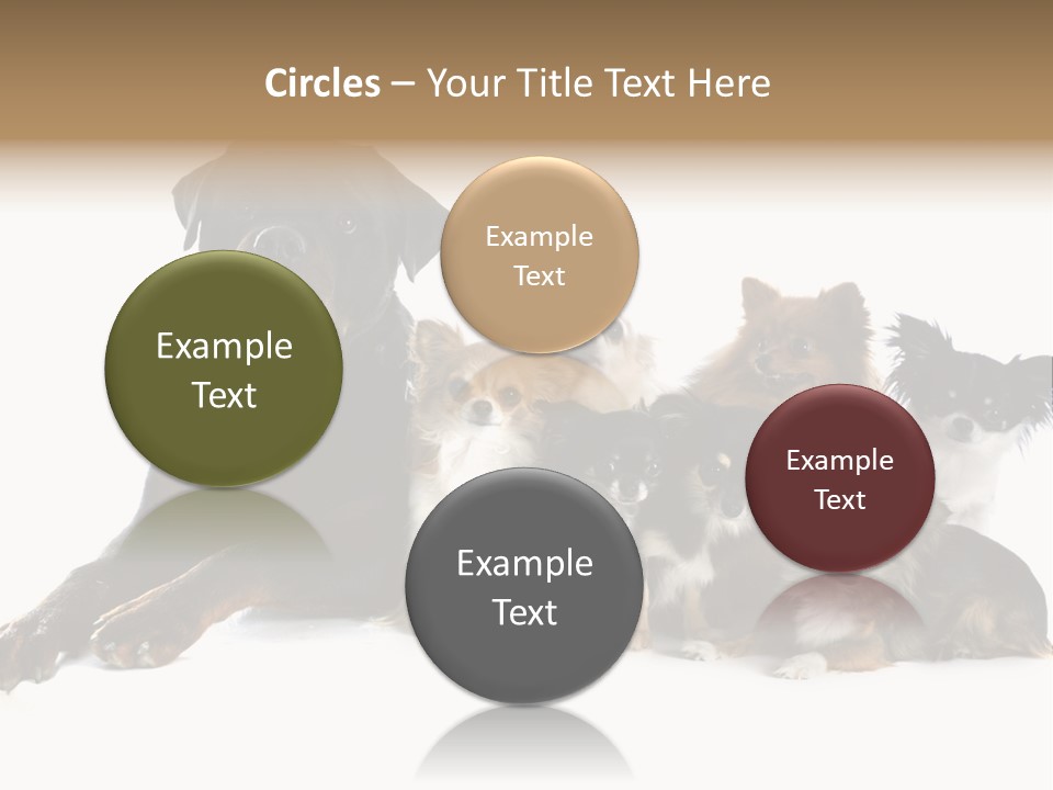 Family Photo Of Dogs PowerPoint Template