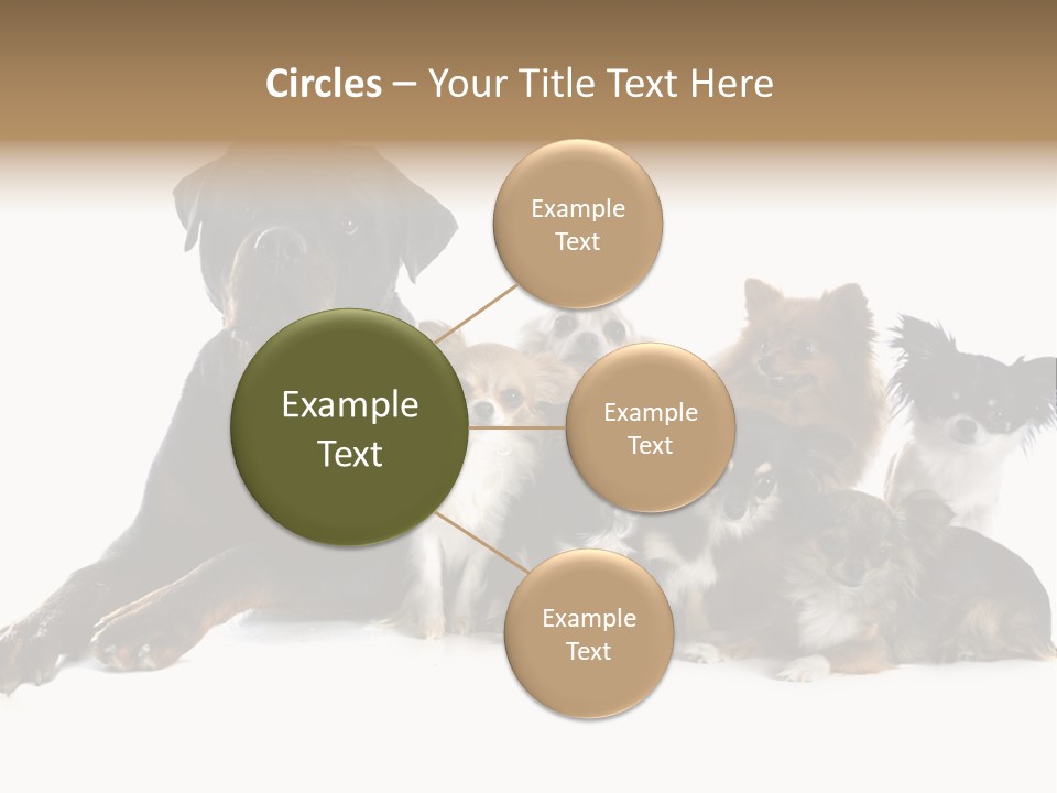 Family Photo Of Dogs PowerPoint Template