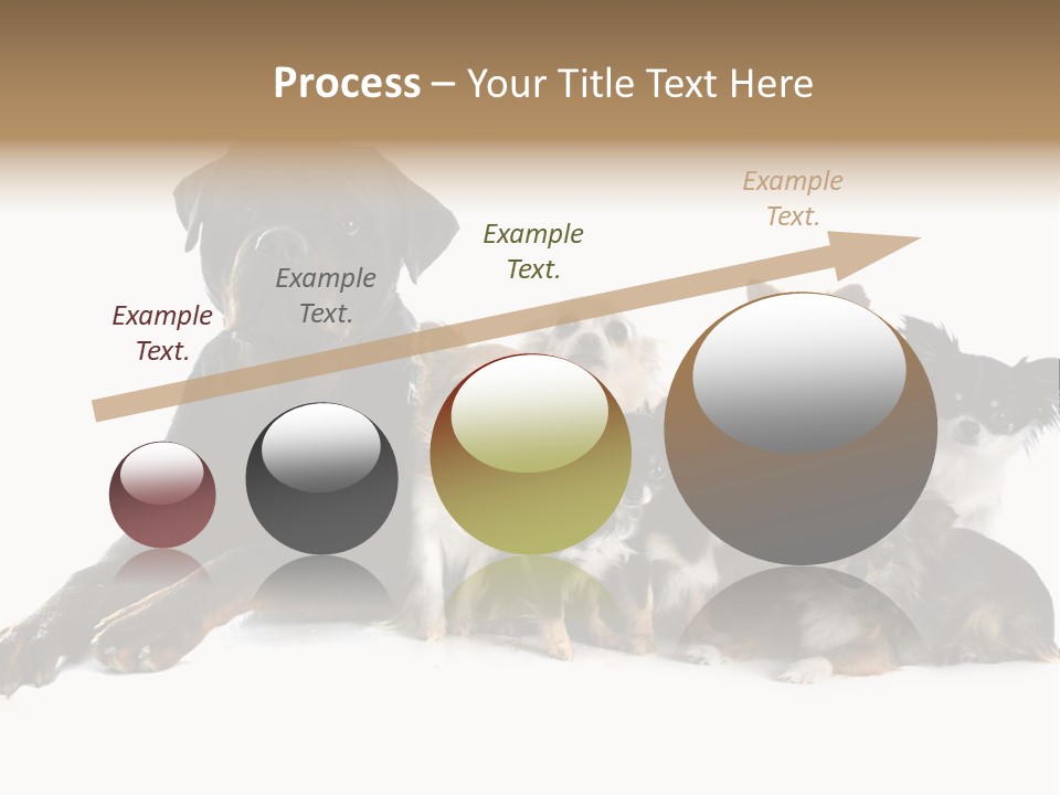 Family Photo Of Dogs PowerPoint Template