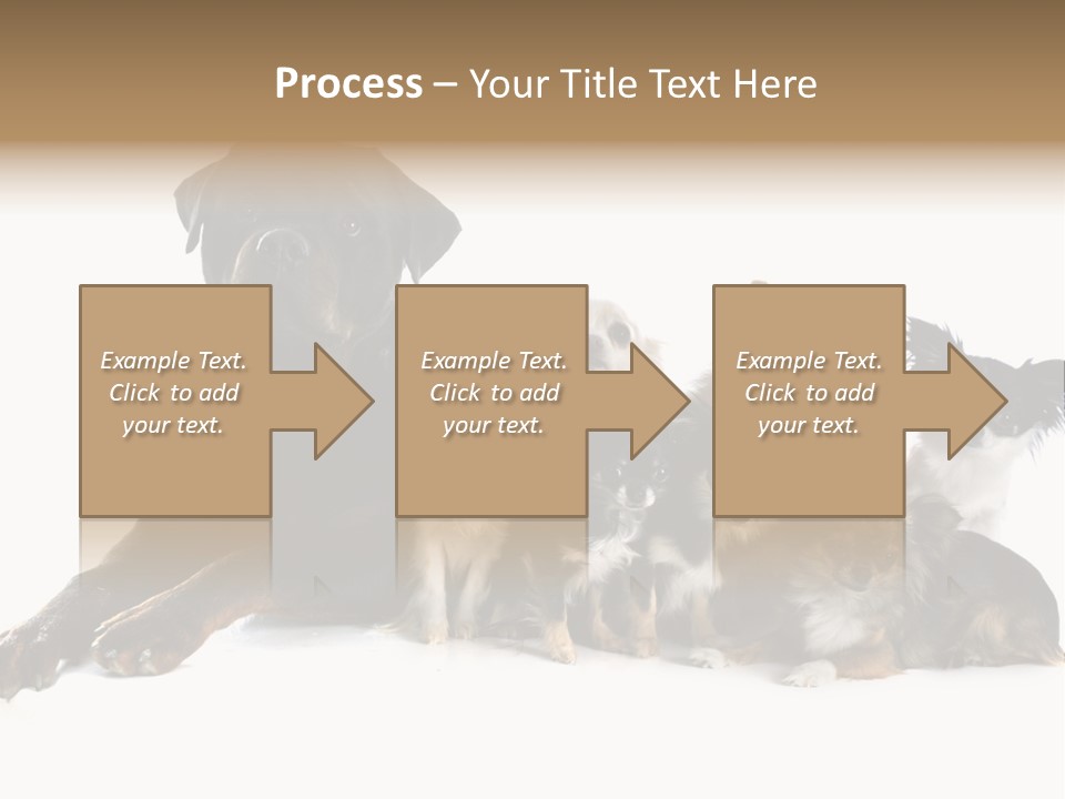 Family Photo Of Dogs PowerPoint Template