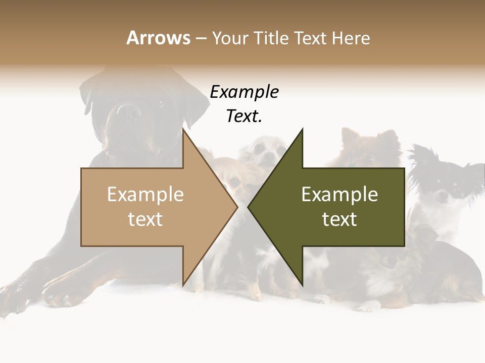 Family Photo Of Dogs PowerPoint Template